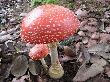 Amanita muscaria