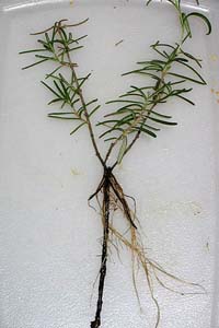 rosemary cutting