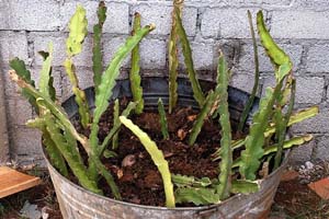 Pitaya growing roots