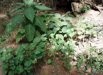 cuttings garden