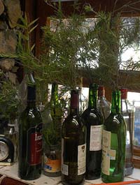 rosemary cuttings in bottles