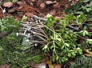 Jade cuttings