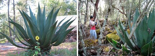 Maguey plants from agave family used to make pulque and mezcal