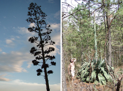 maguey_flower